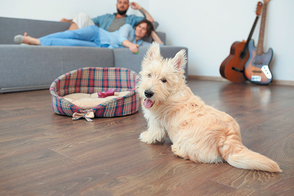 A dog sitting on the floor in front of two people.