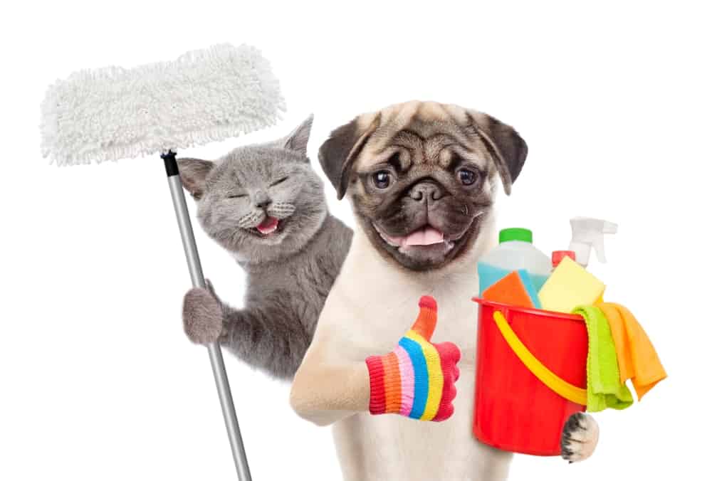 A cat and dog are holding cleaning supplies.