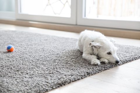 A white dog laying on the floor near a door.