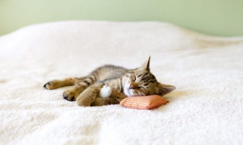 Small Cat with mouse cleaning services near me
