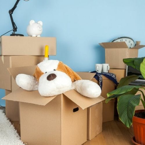 how-to-purge-100-things-from-your-home A dog is sitting in the middle of some boxes.